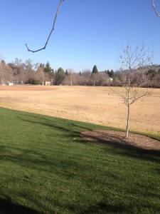 dormant bermuda sod
