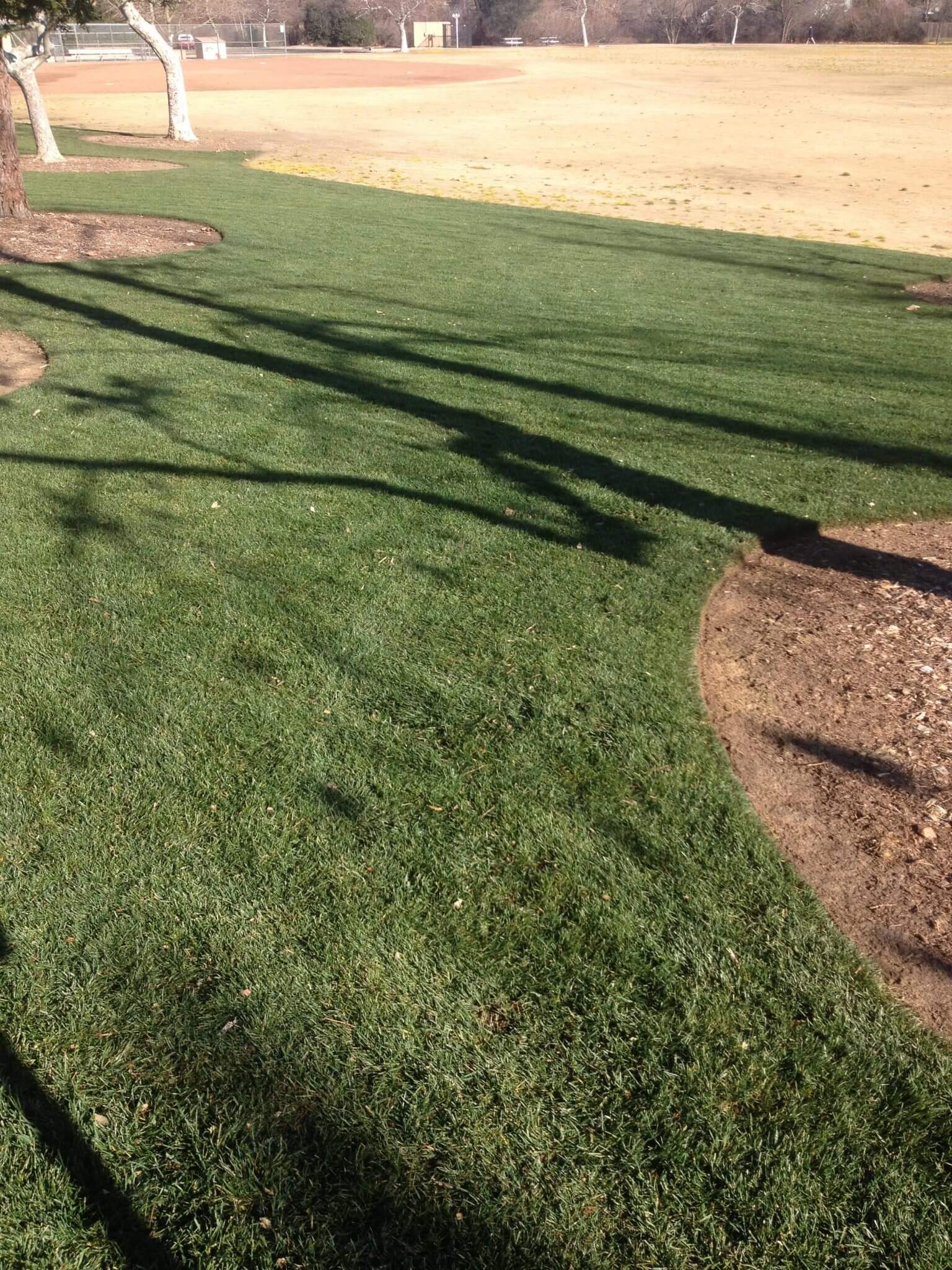 brown bermuda sod