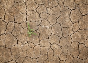 grass shoot in dessert