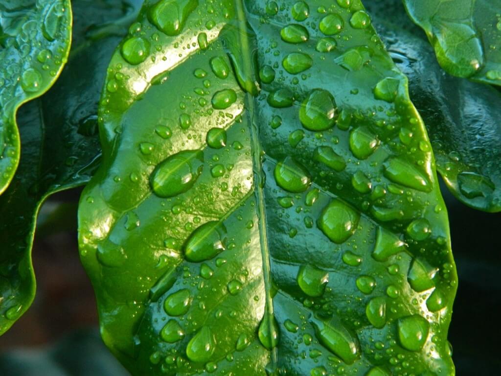 wet leaf