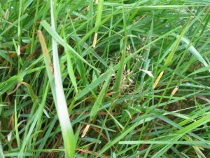 Grass Fungus