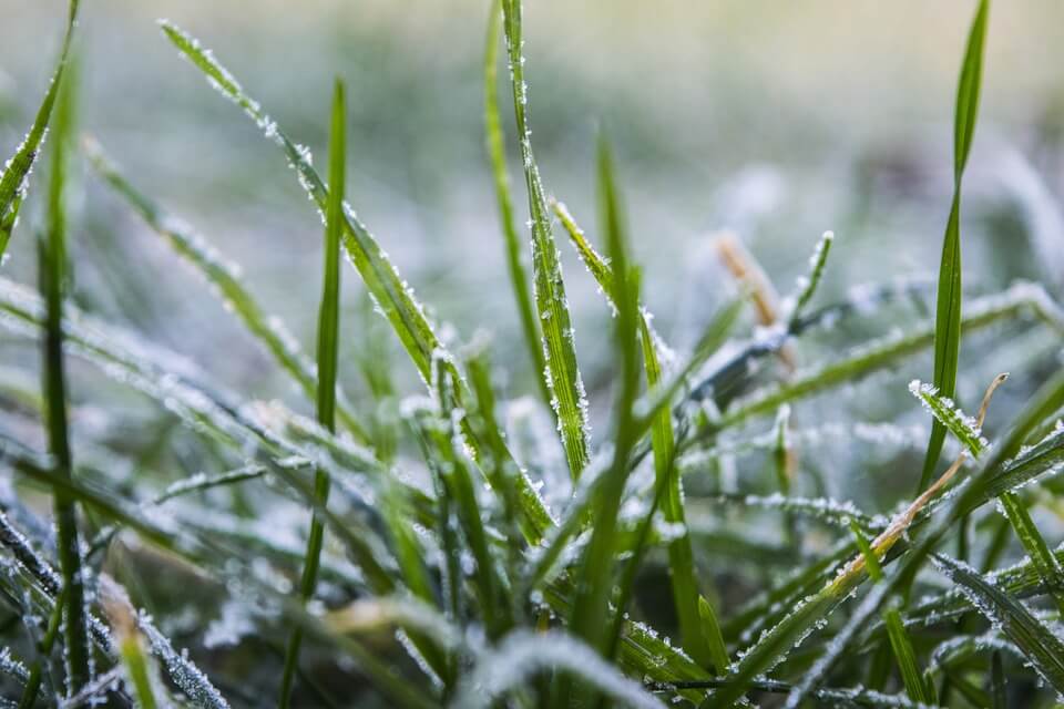 frost on grass